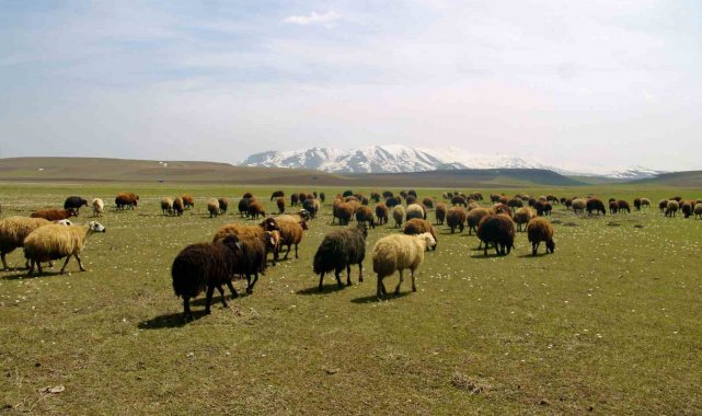 Bayburt'ta meralar küçükbaş hayvanlarla şenlendi