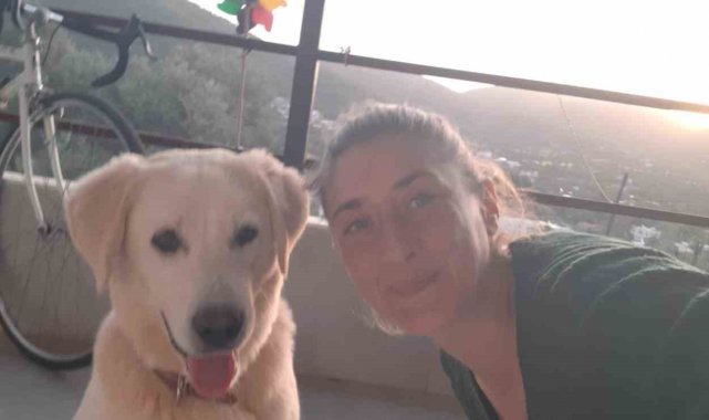 Bodrum'da kedi ve köpek katliamı