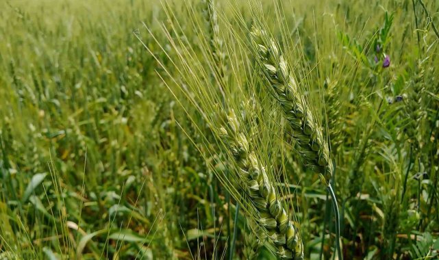 Buğdayda 'süne' ile mücadele