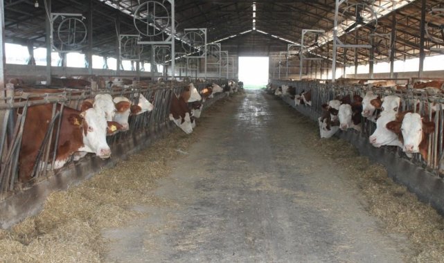 Buzağı destekleme ödemeleri başladı