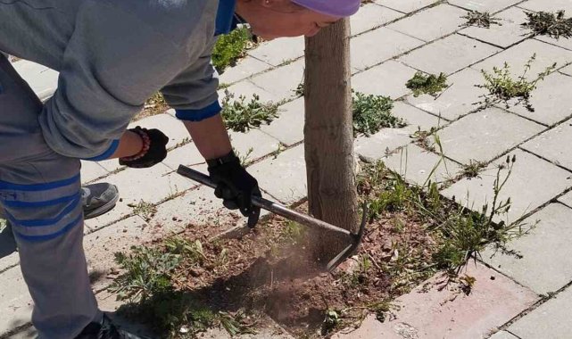 Çameli Belediyesi kaldırım ve ağaçları bakıma aldı