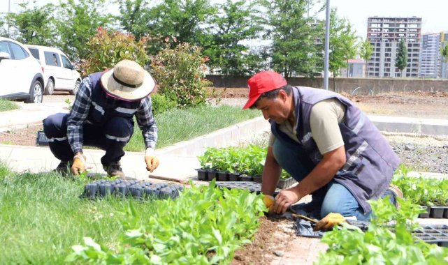 Diyarbakır'da 200 bin çiçek toprakla buluşuyor
