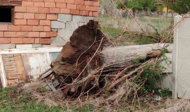 Fırtına asırlık dev ceviz ağacını söktü