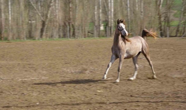 Geleceğin şampiyon adayı safkan Arap atları Yozgat'ta yetiştiriliyor