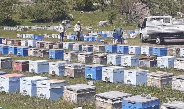 Hakkari'de bal üretim sezonu başladı