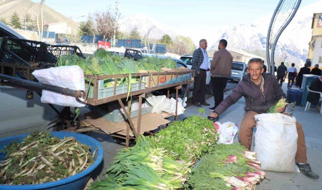 Hakkari'de şifalı bitkilere büyük ilgi