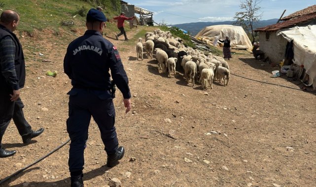 Hisarcık'ta kaybolan 55 küçükbaş hayvanı jandarma buldu