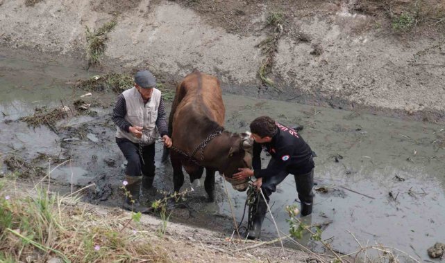 Kanala düşen tosunu itfaiye kurtardı