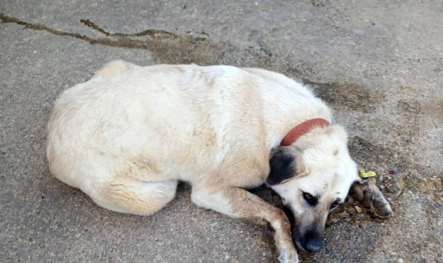Keşan'da bir evin bahçesindeki 2 köpek zehirlendi