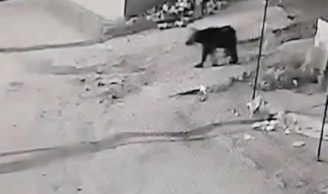 Kış uykusundan uyanan ayı köye indi