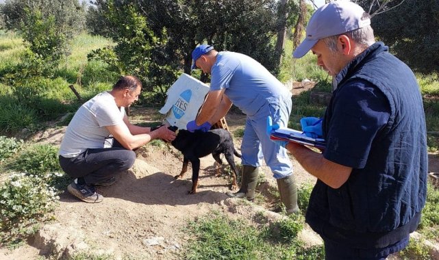 Kuyucak'ta kedi ve köpeklere kuduz aşısı yapıldı