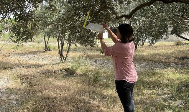 Kuyucak'ta zeytin güvesi uyarısı