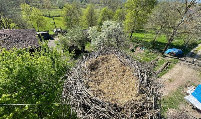 Leyleklerin yuvası yıkılmaktan kurtarıldı