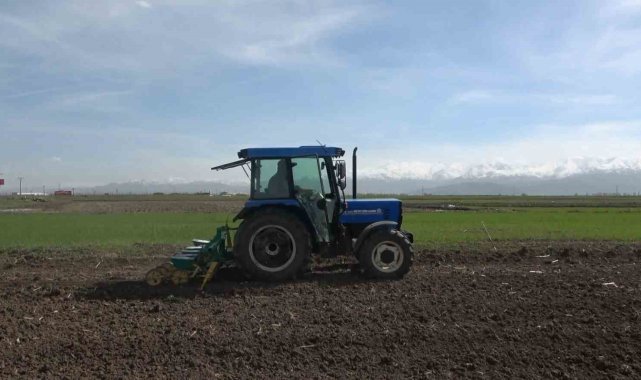 Muş Ovası'nda 635 bin ton şeker pancarı üretimi hedefleniyor