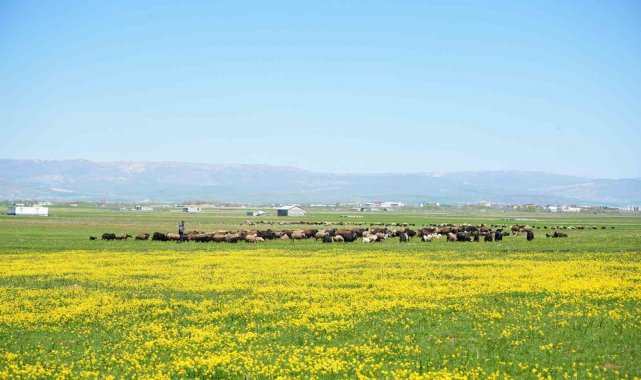 Muş'ta 40 bin TL'ye çoban bulunamıyor