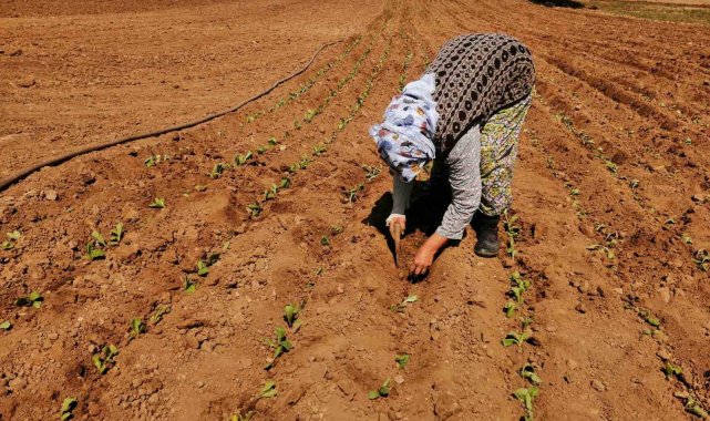 Salihli'de tütün dikimi başladı