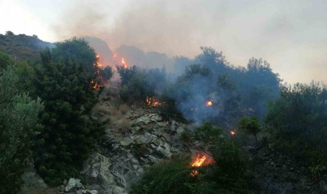 Samandağ'da zeytinlik alanda yangın çıktı