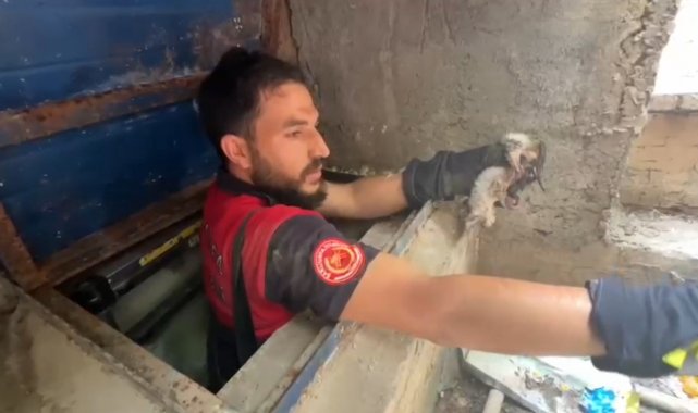 Şanlıurfa'da su kuyusuna düşen yavru kedi kurtarıldı