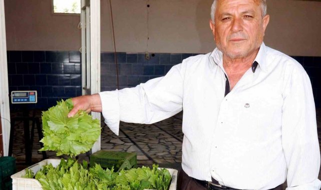 Sarıgöl'de taze bağ yaprağı alımları devam ediyor