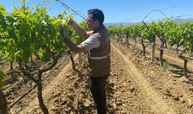 Sarıgöl'de üzüm üreticilerine feromon teli ve kapsül hatırlatması
