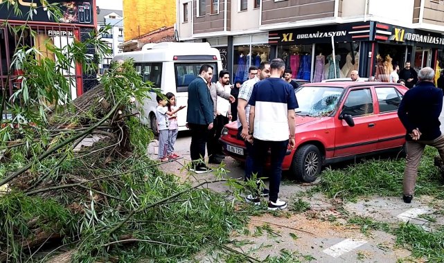 Seyir halindeki otomobilin üzerine ağaç devrildi