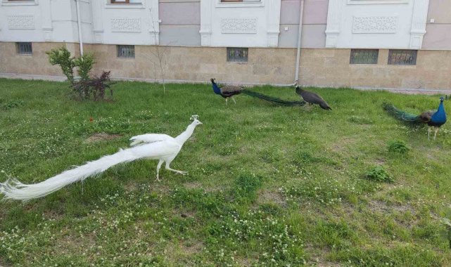 Sınırda 5 tavus kuşu ele geçirildi