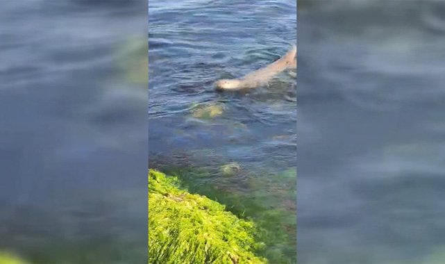 Sinop'ta nesli tükenmekte olan su samuru görüntülendi