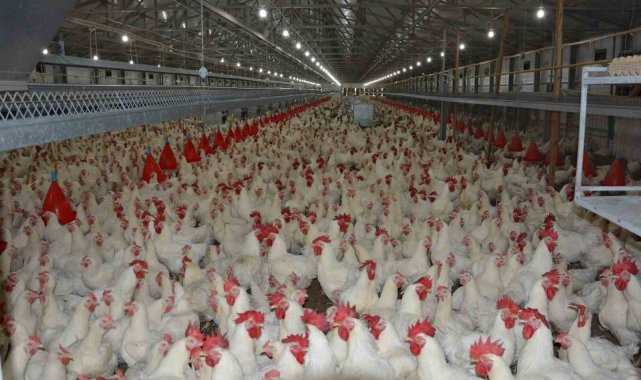 Uzmanı konuştu: "Tavuk fiyatlarına yüzde 200 zam haberleri asılsız"