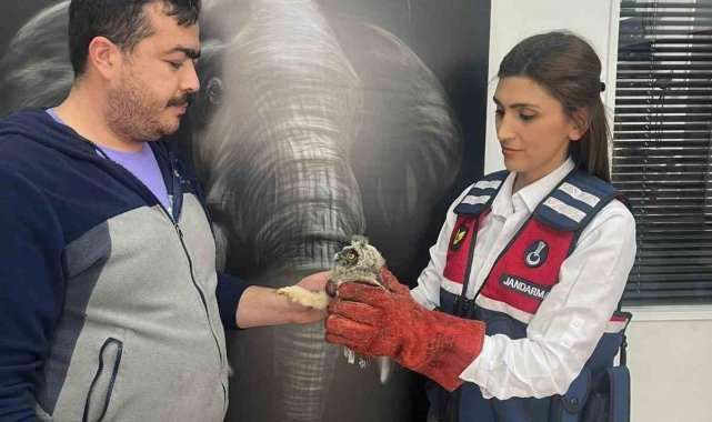 Yaralı halde bulunan baykuş tedavi altına alındı