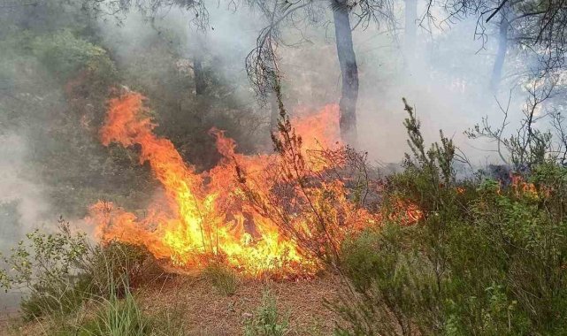 Yayladağı'nda ormanlık alanda çıkan yangın söndürüldü