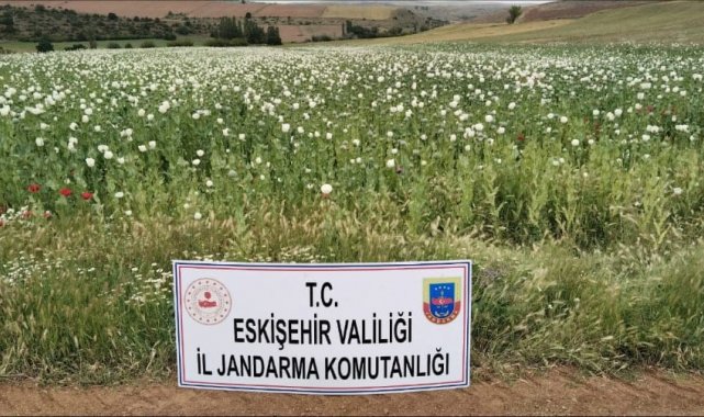 23 bin metrekare alana ekilen 22 bin 580 kök haşhaş bitkisi imha edildi