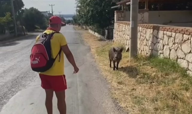 Aç kalan domuzu bisküvi ile besledi