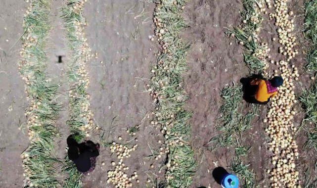 Amasya'da soğan hasadı başladı: Tarlada kilosu 7 TL
