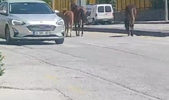 Ankara'da yolda dolaşan sahipsiz atlar trafiği tehlikeye soktu