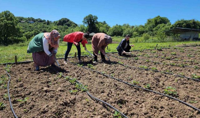 Aroması ve tadı ile Osmanlı çileği tarlada alıcı buluyor