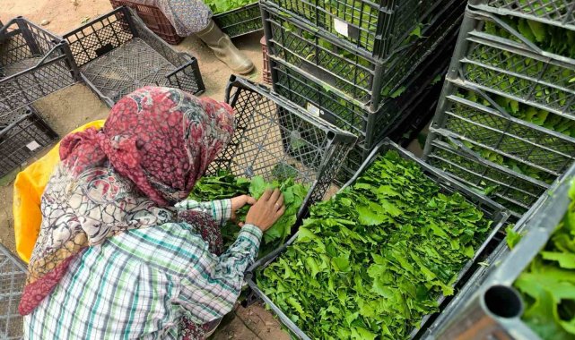 Asma yaprakları ailelerin ekonomisine büyük katkı sağlıyor