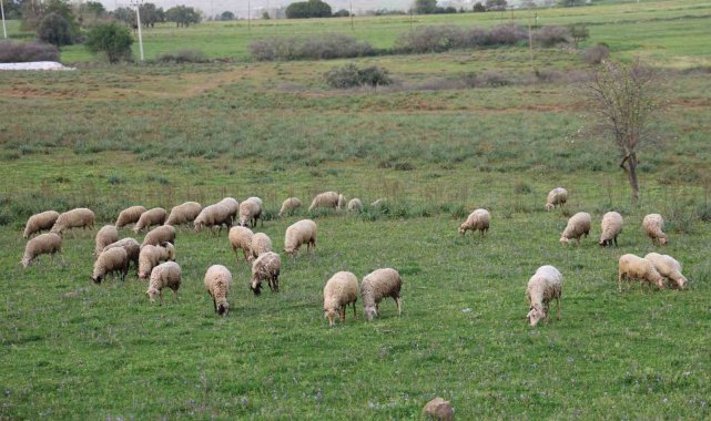 Aydın Valiliği Kurban Hizmetleri Komisyonu toplandı