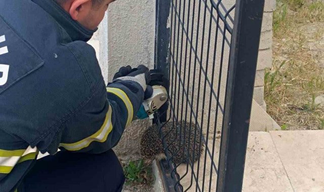 Bahçe kapısına sıkışan kirpinin imdadına itfaiye yetişti