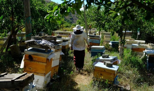 Bal arılarının yayla yolculuğu başladı