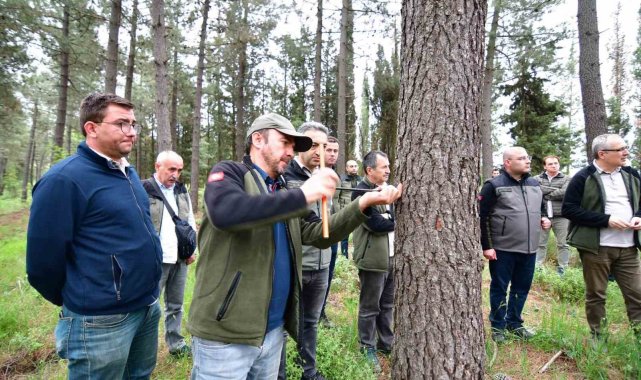 Balıkesir'de hızlı gelişen tür ağaçlandırmaları gözlem altında
