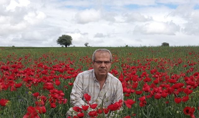 Beyşehir'de ekin tarlaları kırmızıya boyandı