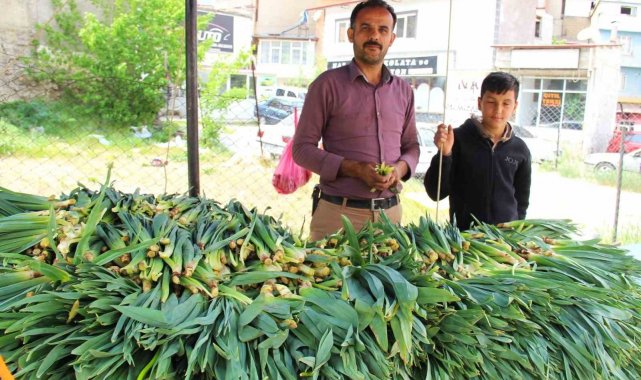 Binboğa Dağından çiriş toplayıp satıyor