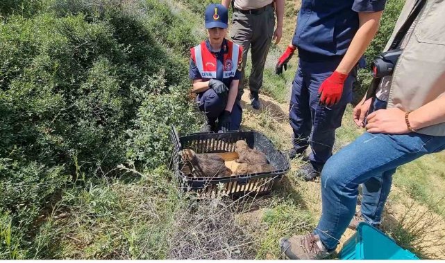 Bir haftalık yavru kurtlar annesiz kaldı: Koruma altına alındı