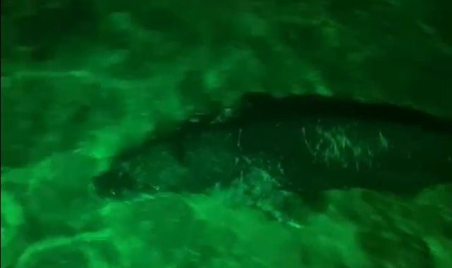 Bodrum'da Akdeniz foku gece kulübüne geldi
