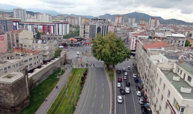 Bu çınar 350 yaşında