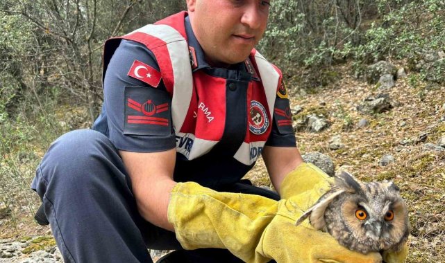 Burdur'da yaralı baykuşun imdadına jandarma ekipleri koştu