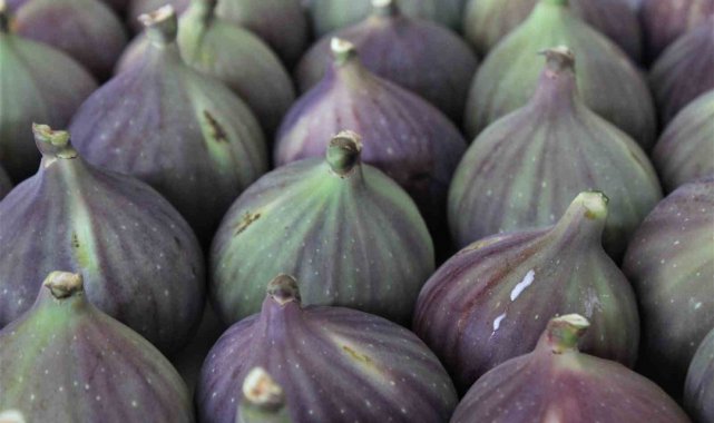 Bursa'nın 'Kraliçe inciri' Japonya'ya gidiyor