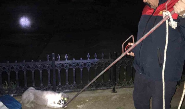 Çay yatağında mahsur kalan köpekleri itfaiye kurtardı
