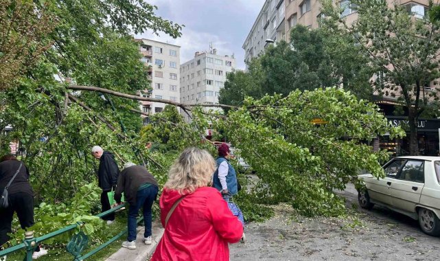 Devrilen ağaç yolu kapattı