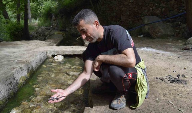 Dicle'de 'sarı benekli' semender görüldü
